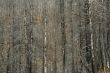 Forest fire aftermath