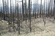 Forest fire aftermath