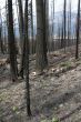 Forest fire aftermath