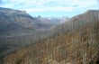 Forest fire aftermath