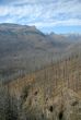 Forest fire aftermath