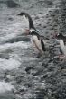 Gentoo penguin, diving into Southern Ocean