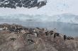 Nesting penguins, Gentoo penguin rookery