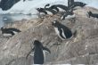 Nesting penguins, Gentoo penguin rookery