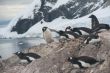 Nesting penguins, Gentoo penguin rookery