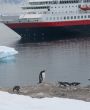 Gentoo penguin, with cruise ship