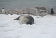 Weddell seal & Gentoo penguins