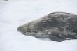 Weddell Seal, napping