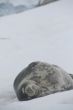 Weddell Seal, napping