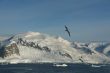 Arctic gull, mountains & glaciers