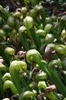 Pitcher plants