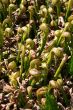 Pitcher plants