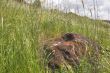 The big boulder in a grass.