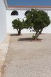 Trees in a patio.