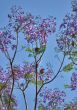 Lilac color.