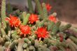 Blossoming cactus.