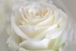 Single white rose