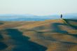 lonely cypress tree in hill - typical tuscan landscape