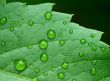 droplets on leaf - shallow focus