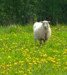 sheep in dandelion field