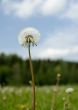 dandelion over blue sky background