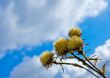yellow flowers over blue sky