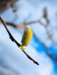blooming bud over blue sky background