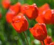 red tulips, shallow focus
