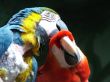 Parrots 1