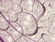 Purple Curves