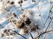 Burdock in the snow