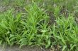 Spring plants