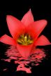 Open Tulip