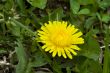 Dandellions