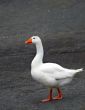 White Duck