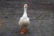 White Duck