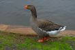 Duck Walking near a lake