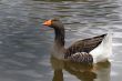 Gray Duck