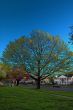 Spring Time