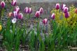 Pink Tulips