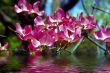 Red Spring Flowers