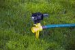 Sprinkler