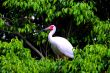 Heron