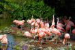 Flamingos