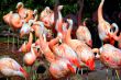 Flamingos