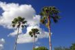 Palm Trees
