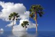 Palm Trees