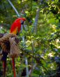Solitary Macaw