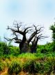 Old Barren Tree