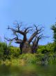 Old Barren Tree